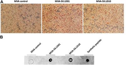 Viral delivery of a peptide-based immunomodulator enhances T cell priming during vaccination